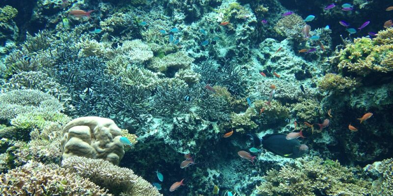 1024px-Corals_in_Okinawa_Churaumi_Aquarium_1-1.jpg