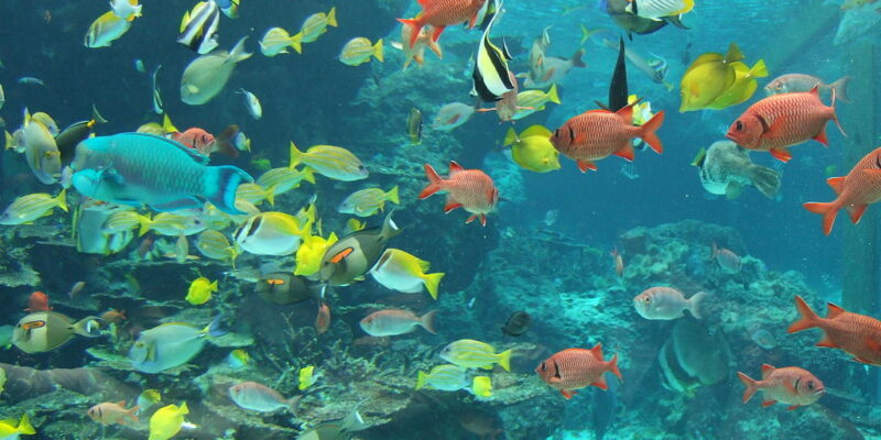 1024px-Fish_in_Okinawa_Churaumi_Aquarium-1.jpg