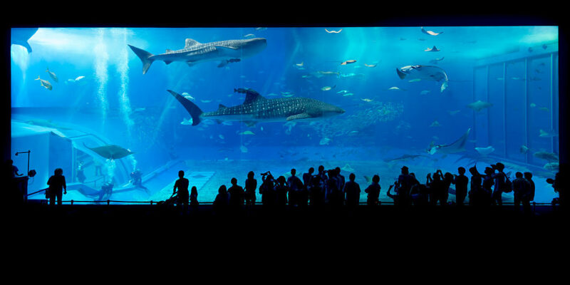 1024px-Okinawa_Aquarium-1.jpg