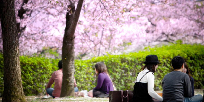 77202487-兵庫県-日本-2008-年-4-月-5-日-姫路城の桜-桜-の下でピクニックを楽しみます。.jpg