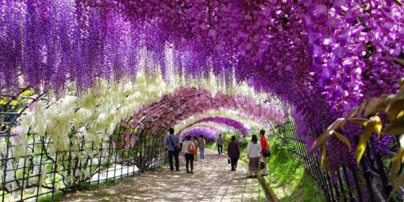 Ashikaga-Flower-Park-Japan1.jpg