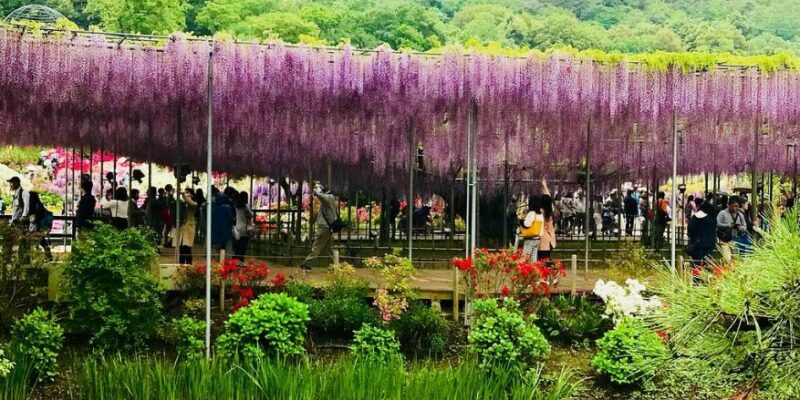 Ashikaga_Flower_Wisteria_Park-Ashikaga_Tochigi_Prefecture_Kanto_Japan5.jpg