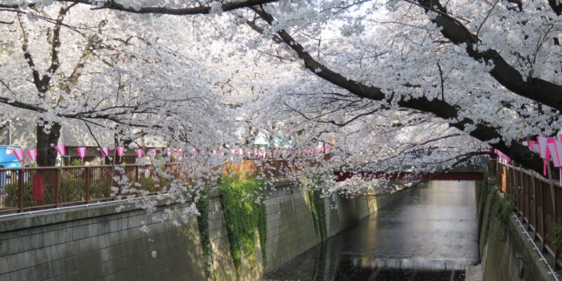 Meguro_River_Spring_20142.jpg
