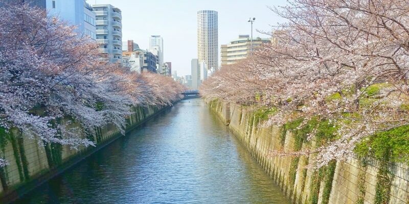 meguro-river-best-cherry-blossom-viewing-spots-3-tokyo-.jpeg