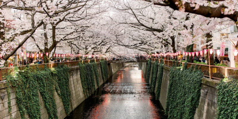 meguro-river-cherry-blossoms-photo-by-jenna-neal_18_5f880242099fe.jpg