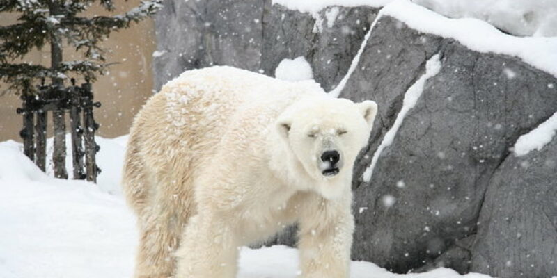 polar-bear-1.jpg