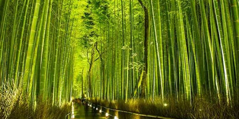 spot-arashiyama-chikurin.jpg