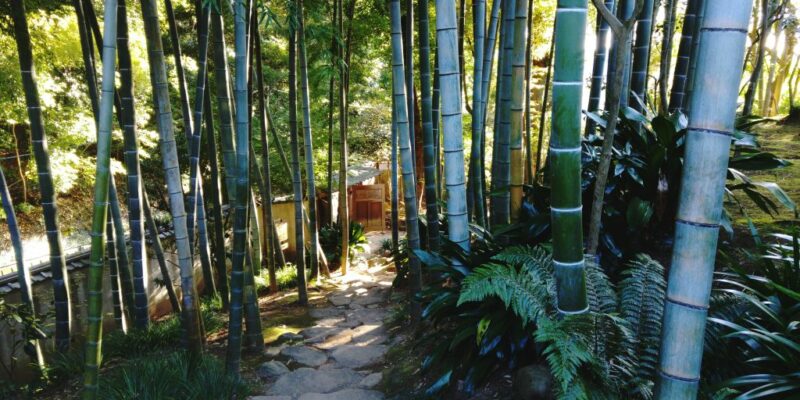 todoroki-bamboo-1024x576-1.jpg