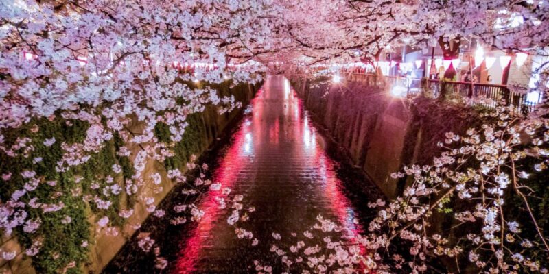 tokyo-meguro-river-cherry-blossoms-195928.jpg