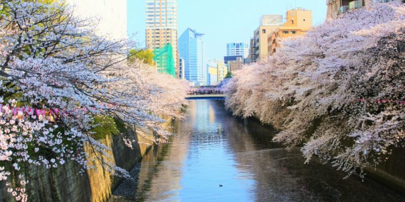 tokyo-東京-目黒川の桜-211057.jpg